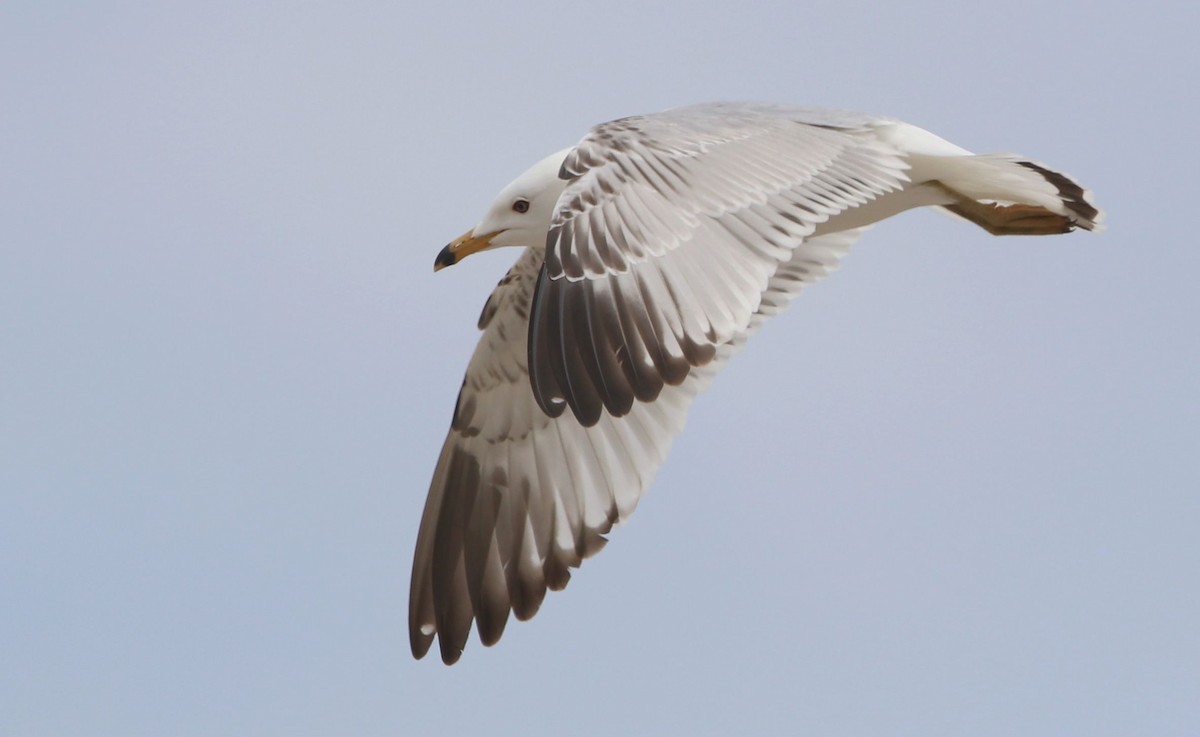 Ring-billed Gull - ML335310401