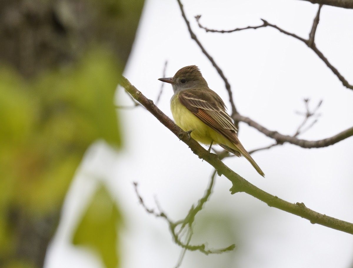 Great Crested Flycatcher - ML335311831