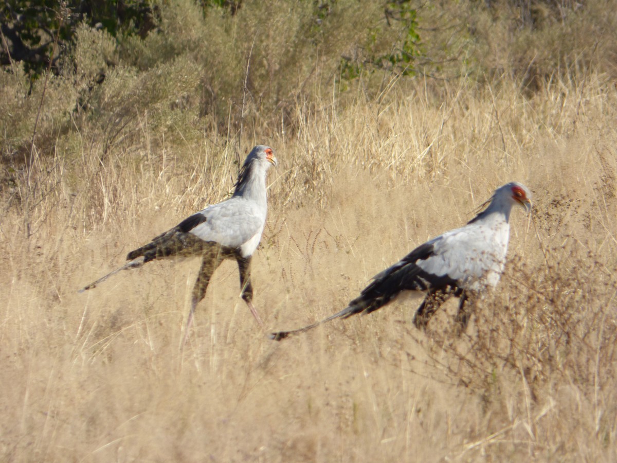 Secretarybird - ML335312971