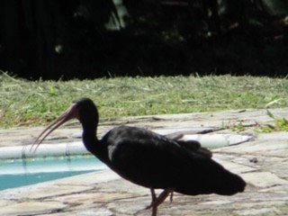 ibis tmavý - ML335314551