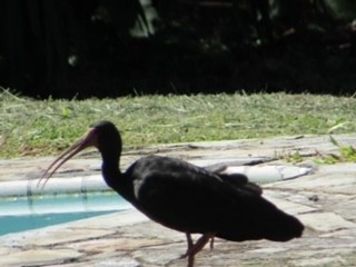 Bare-faced Ibis - JEB 857