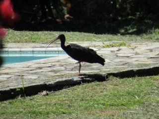 Bare-faced Ibis - ML335314561