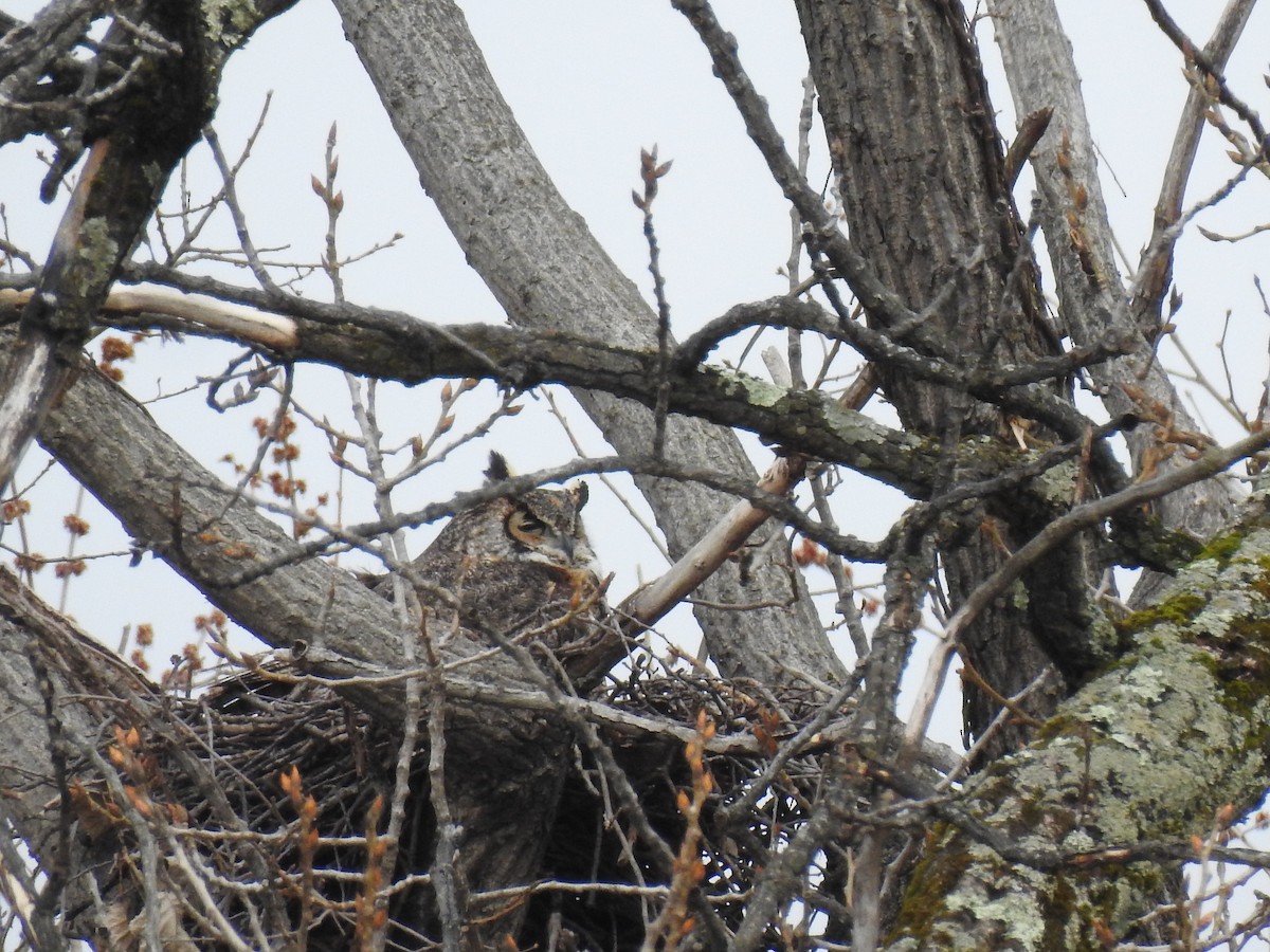 Great Horned Owl - ML335315161