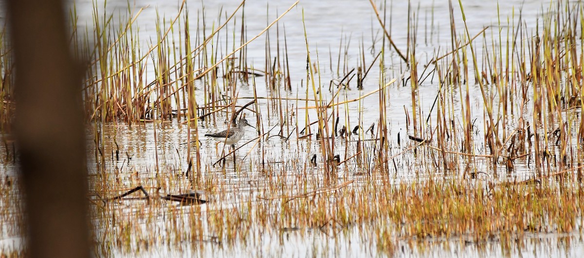 Lesser Yellowlegs - ML335316081