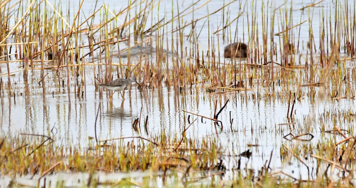 Lesser Yellowlegs - ML335316251