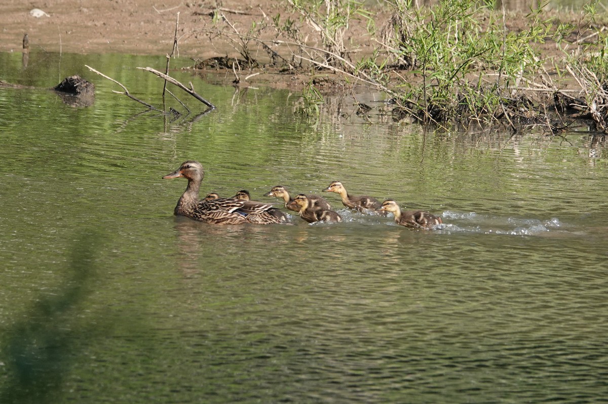 Mallard - ML335316371