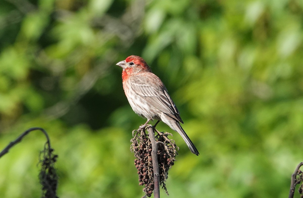 House Finch - ML335316631