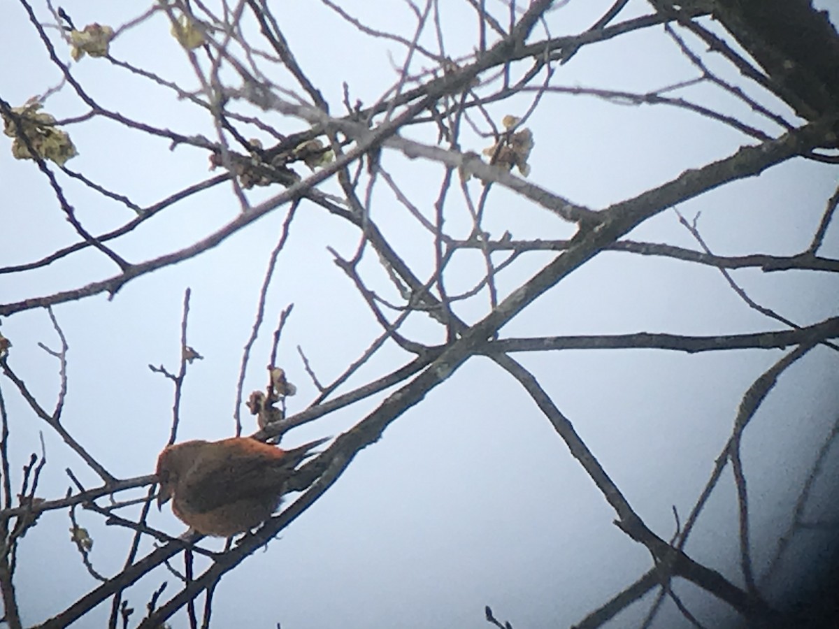 Red Crossbill - ML335317151