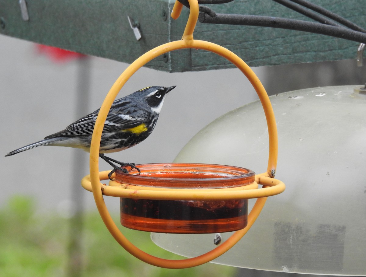 Yellow-rumped Warbler - ML335317701