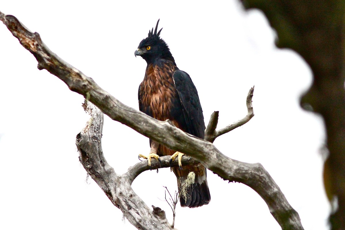 Black-and-chestnut Eagle - Joseph Blowers