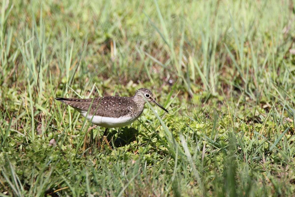 Solitary Sandpiper - ML335320021