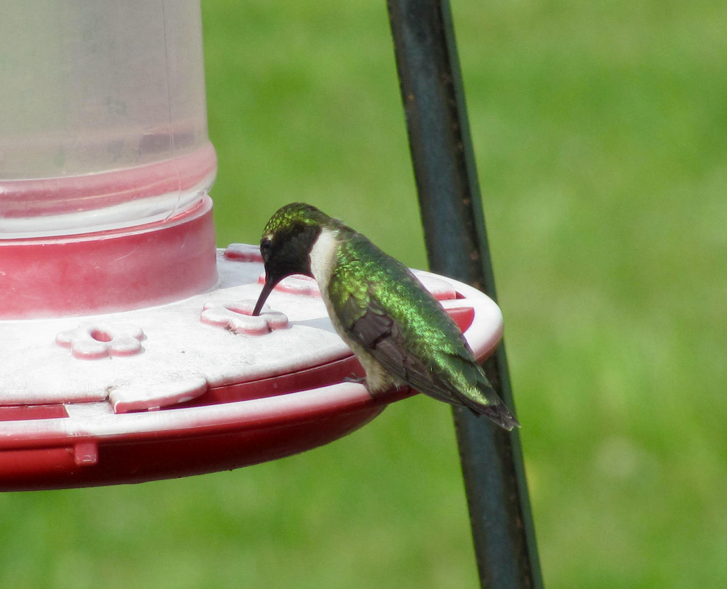 Ruby-throated Hummingbird - ML335320641
