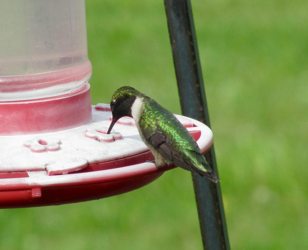 Colibrí Gorjirrubí - ML335320641