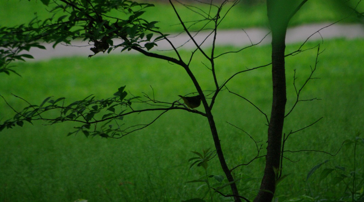 Kentucky Warbler - Levi Mattingly