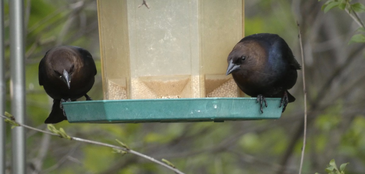 Brown-headed Cowbird - Derek Dunnett