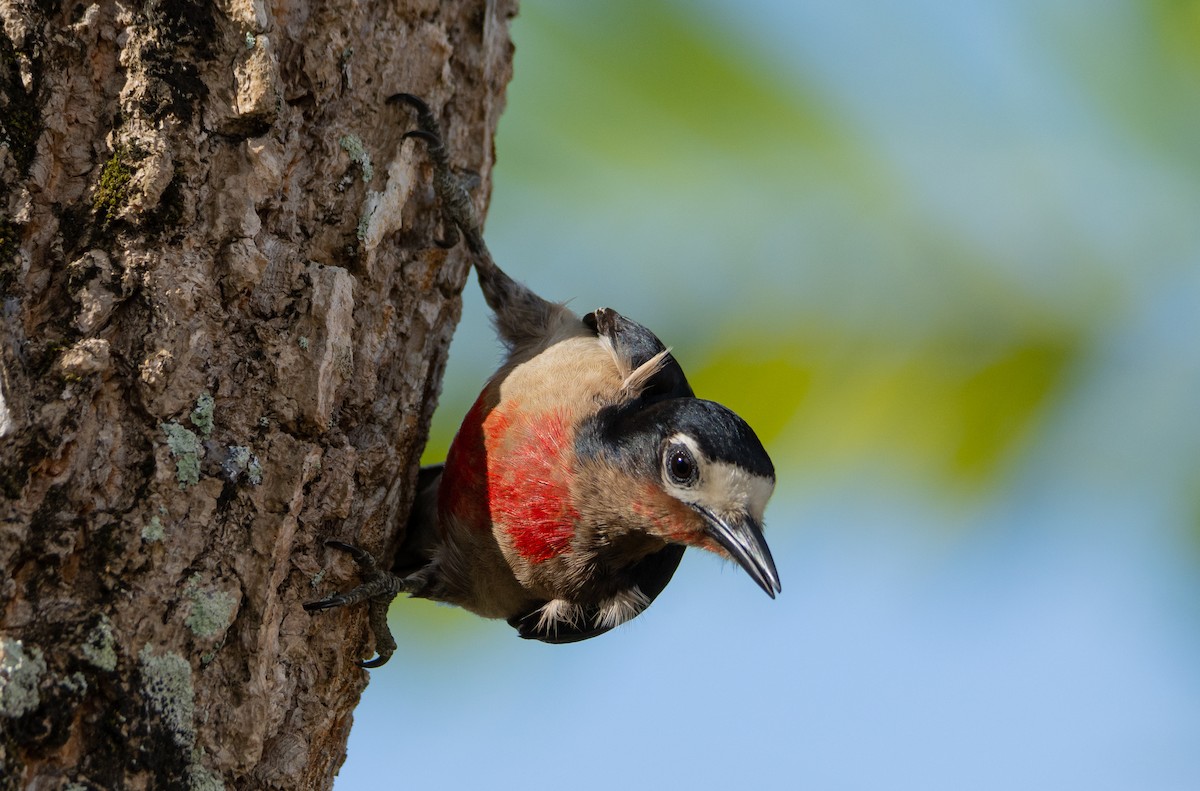 Puerto Rican Woodpecker - Victor Feliciano