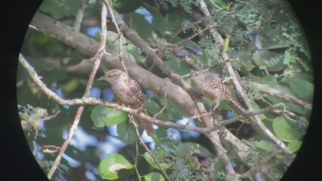 Fasciated Wren - ML335325761