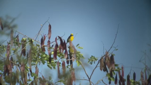 Orange-bellied Euphonia - ML335326451