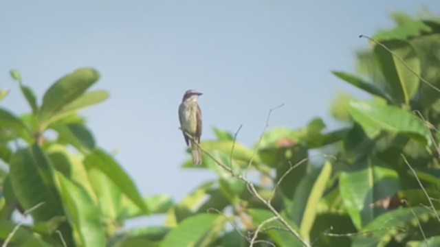 Piratic Flycatcher - ML335326571