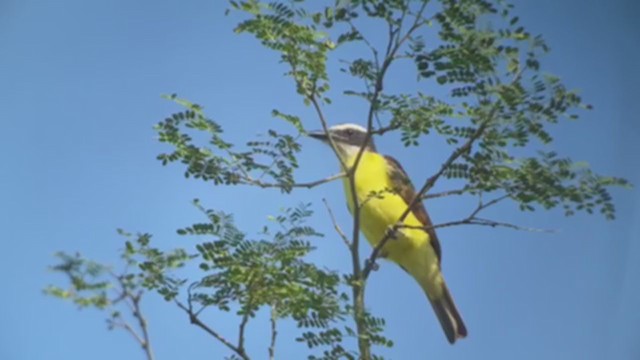 Rusty-margined Flycatcher - ML335327521