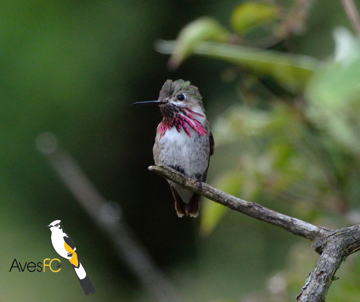 Colibrí Calíope - ML33532761