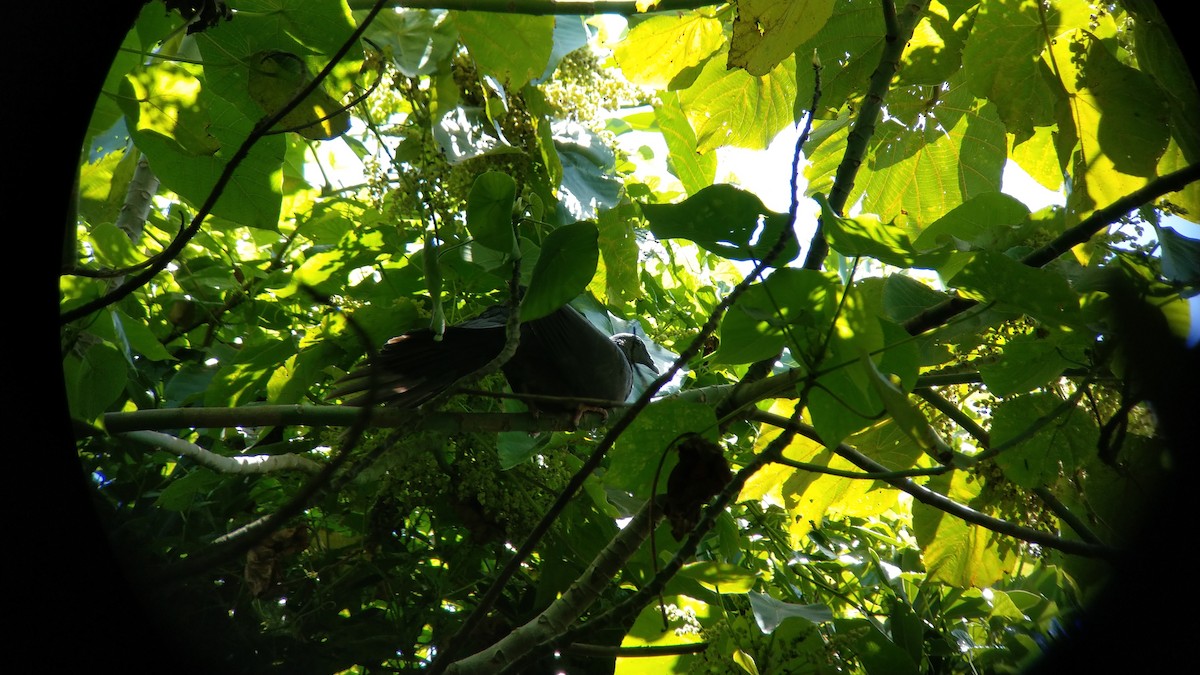 Black Wood-Pigeon - ML335327841