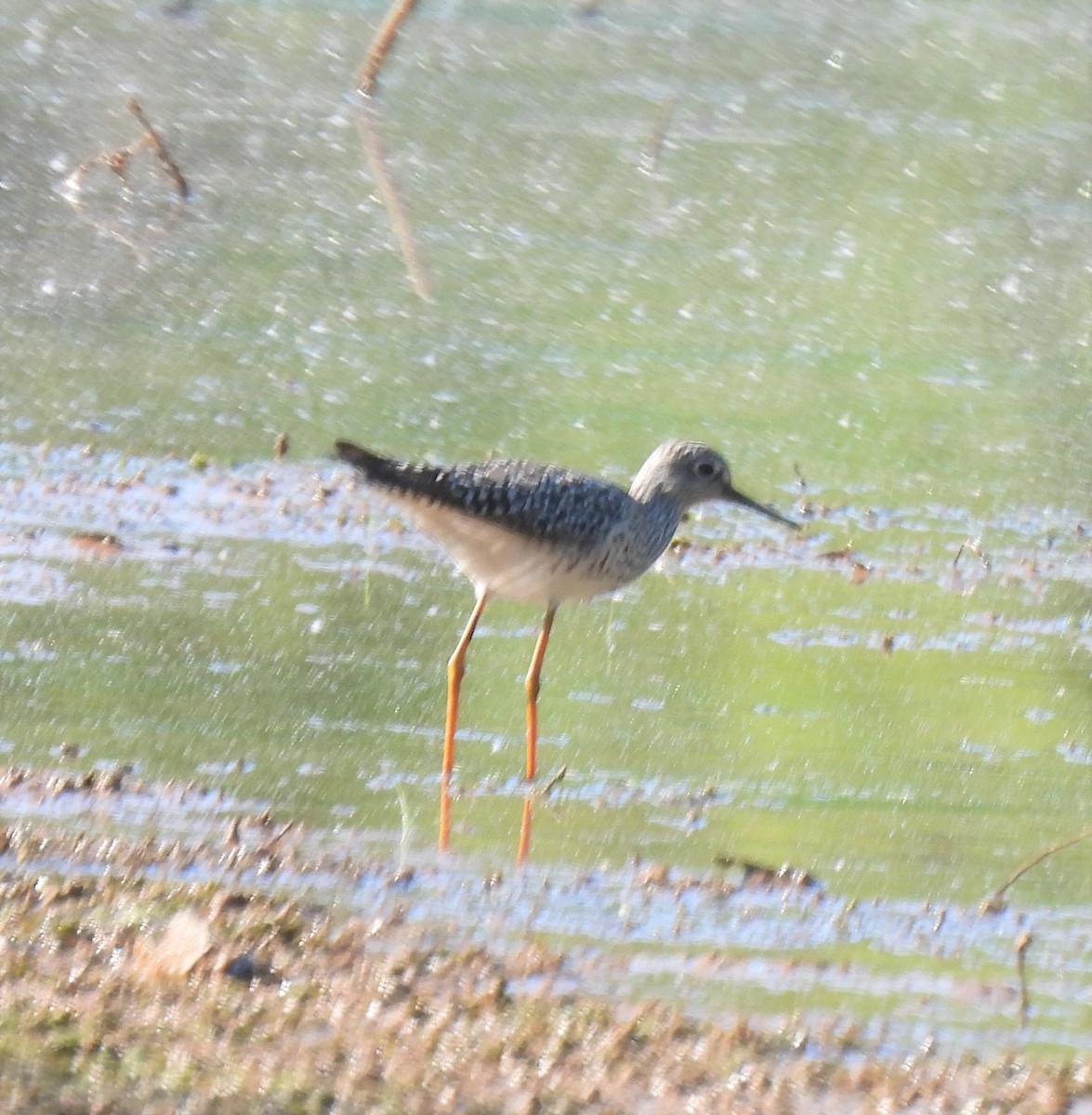 Lesser Yellowlegs - ML335328771