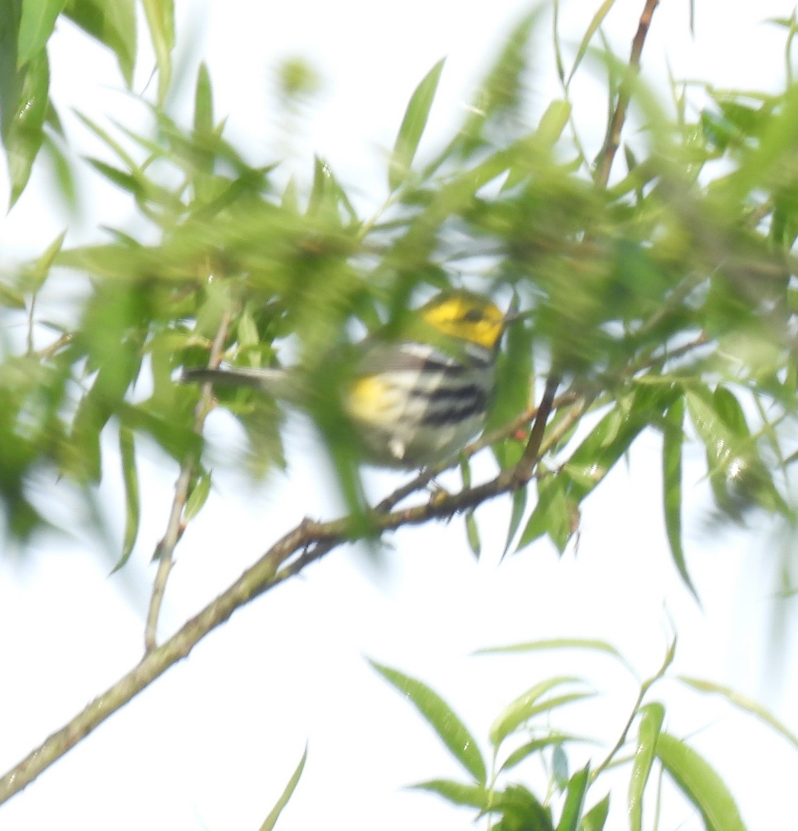 Black-throated Green Warbler - ML335328921