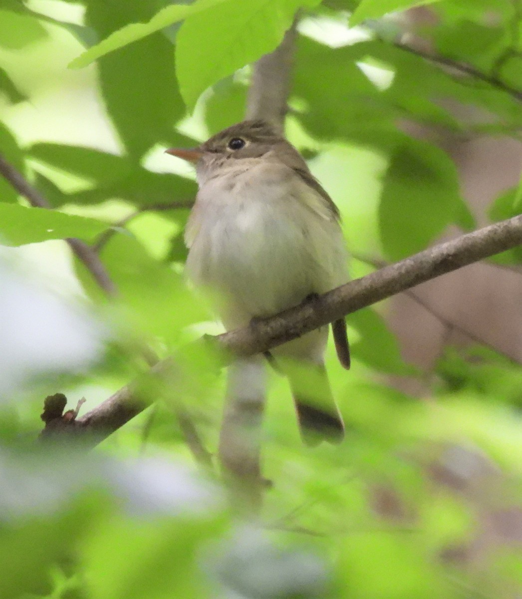 Acadian Flycatcher - ML335329041