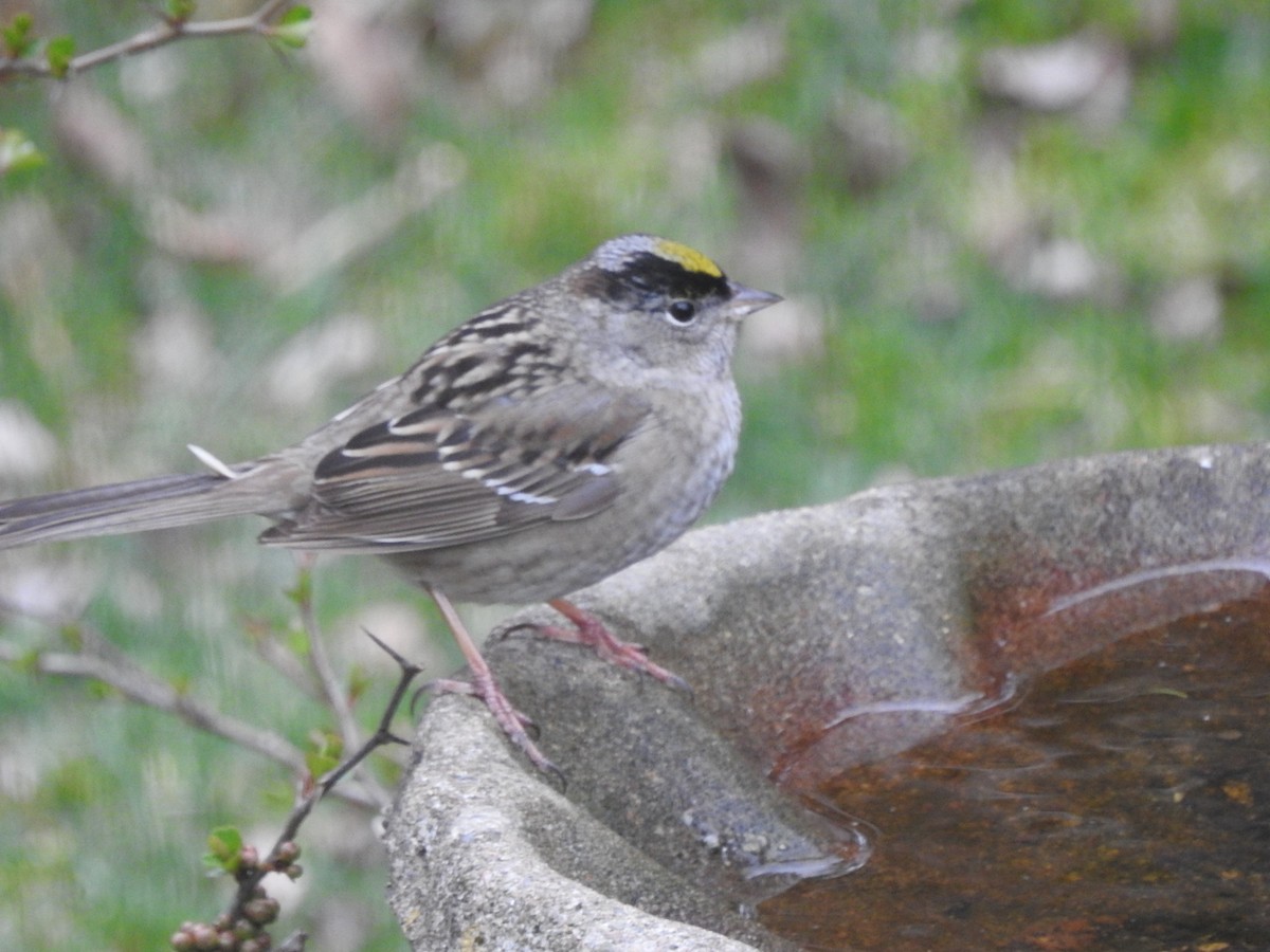 Golden-crowned Sparrow - ML335329171
