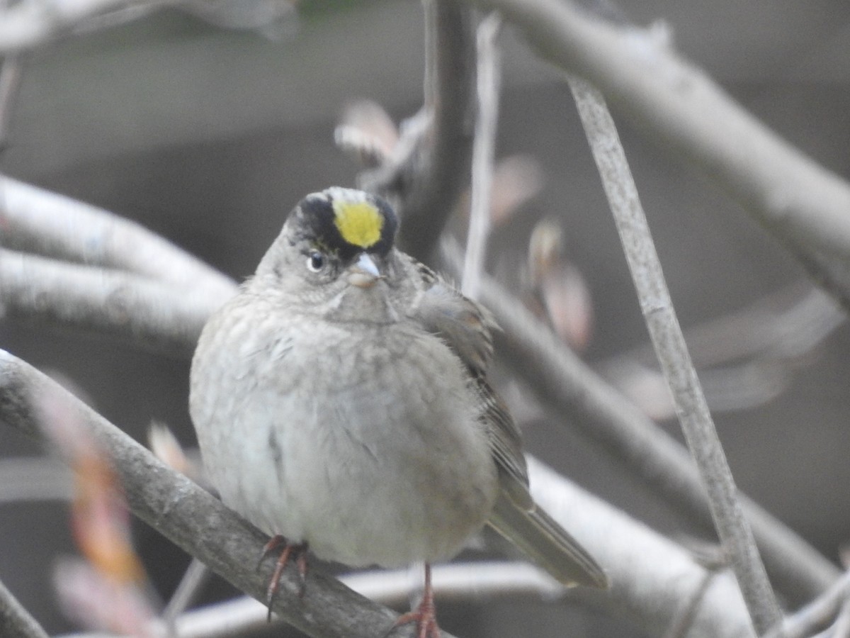 Golden-crowned Sparrow - ML335329341