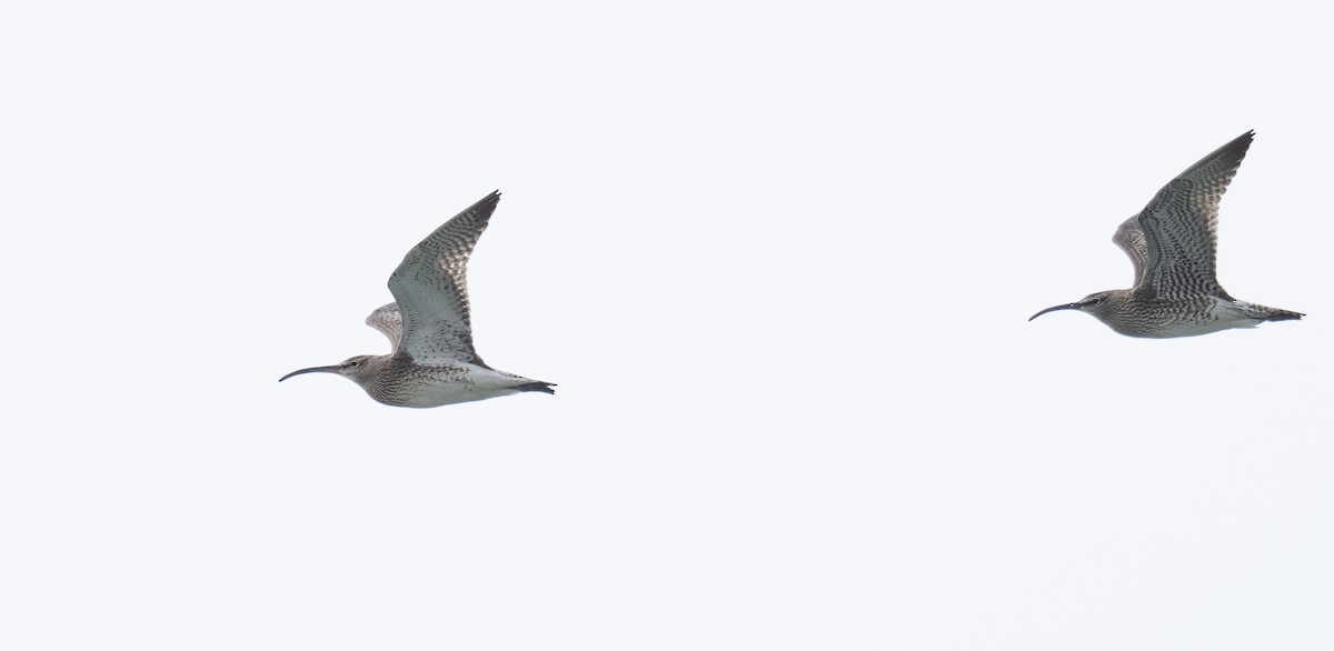 Whimbrel - Simon Colenutt