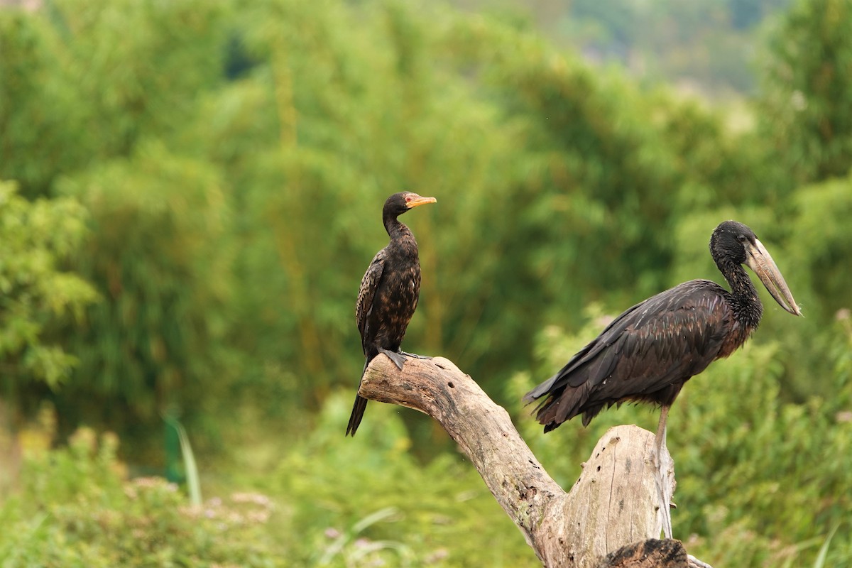 Long-tailed Cormorant - melihat veysal