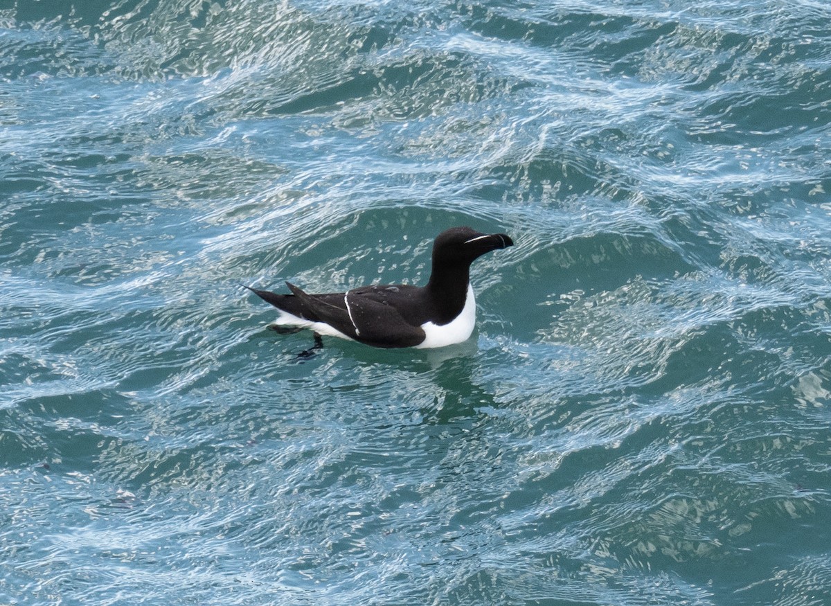 Razorbill - ML335330351