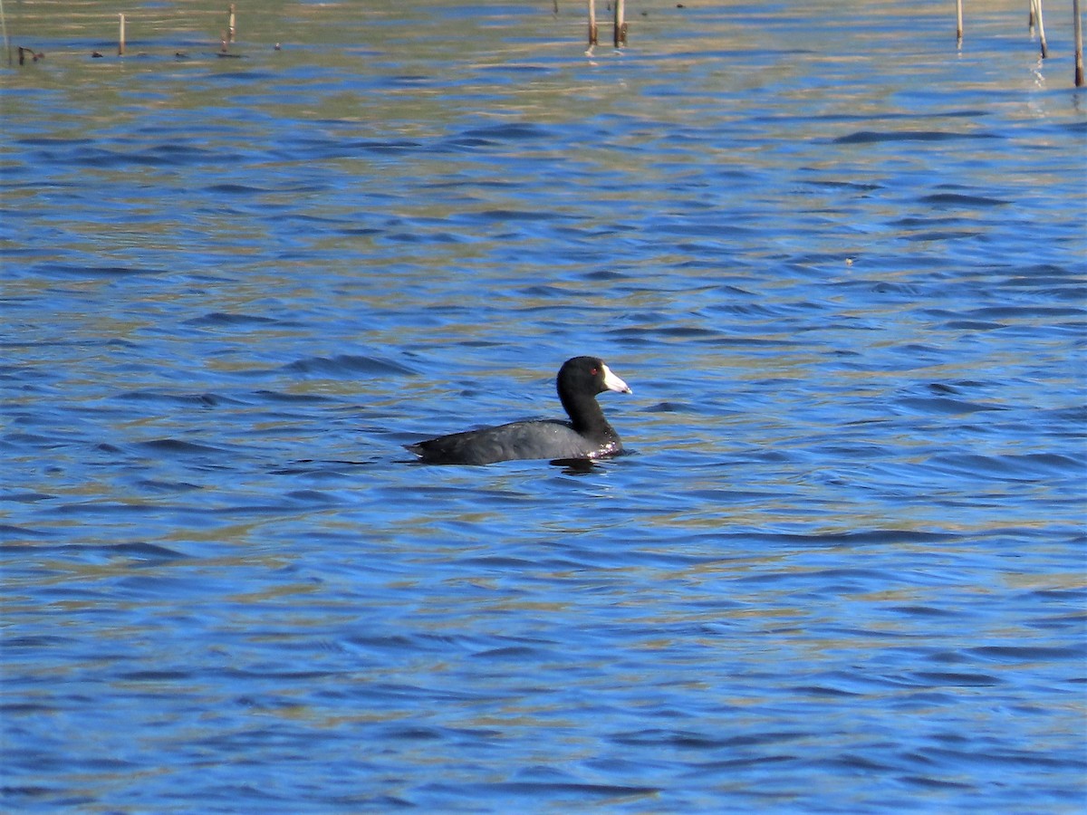 American Coot - ML335331461