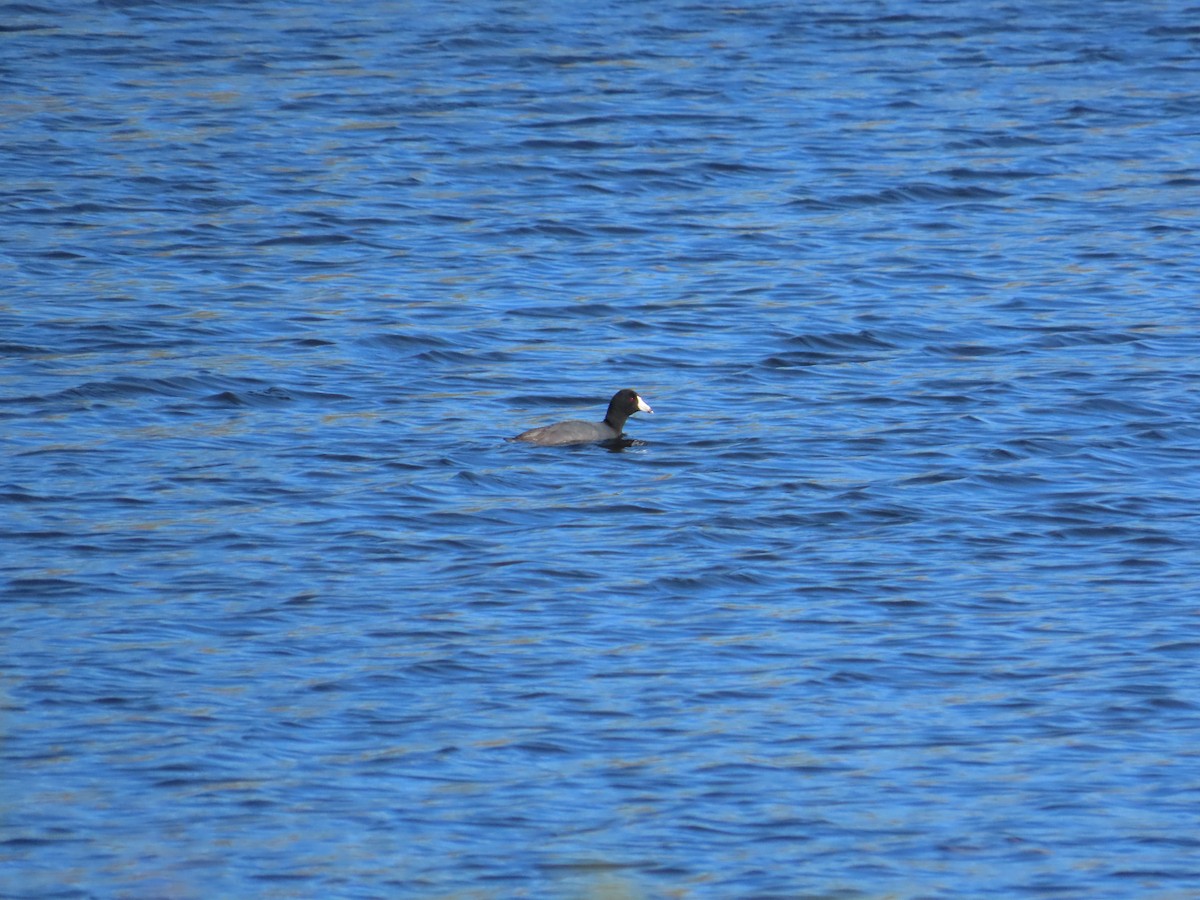 American Coot - ML335331591