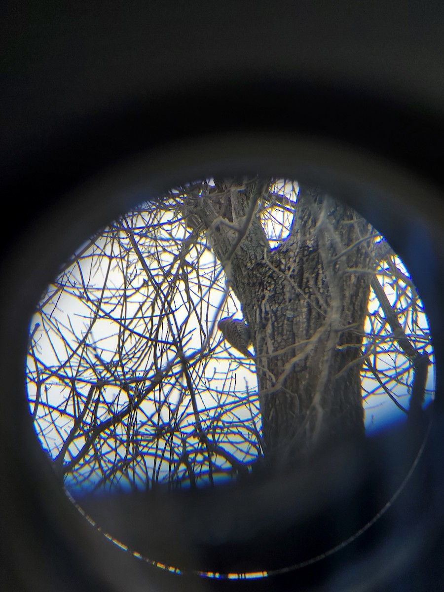 Northern Flicker - Anonymous