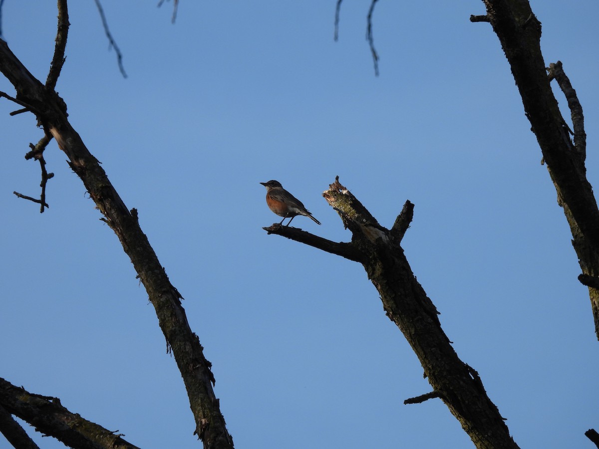 American Robin - ML335334421