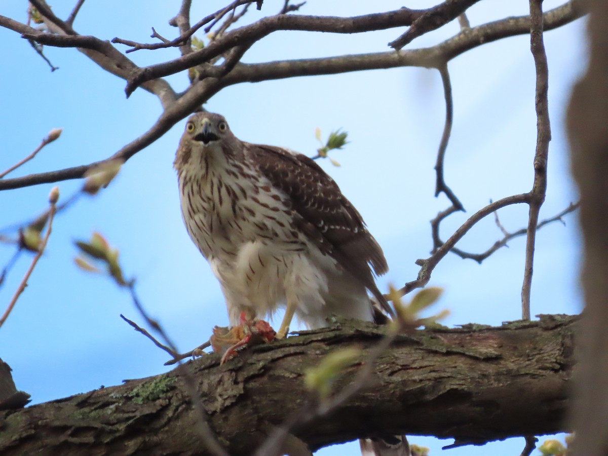 Cooper's Hawk - ML335334741