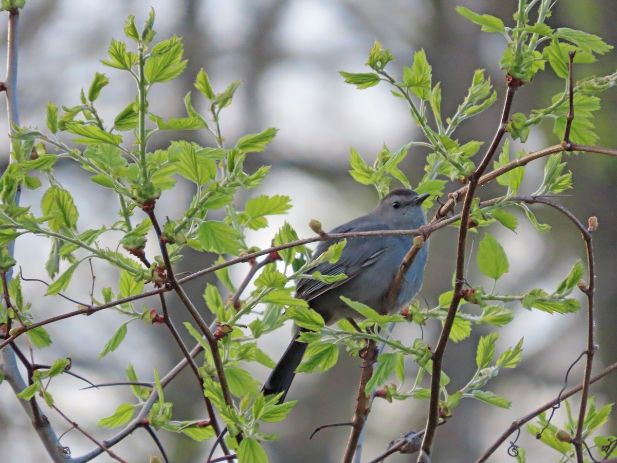 Gray Catbird - ML335334811