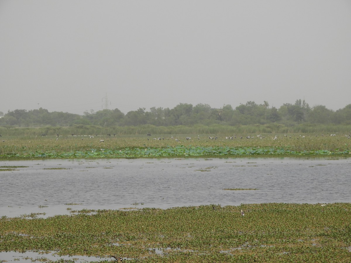 Grulla Sarus - ML335337431