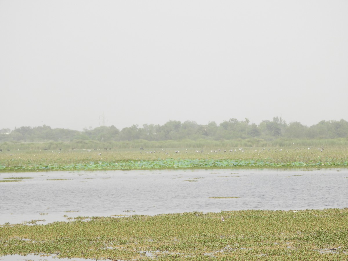 Sarus Crane - ML335337451