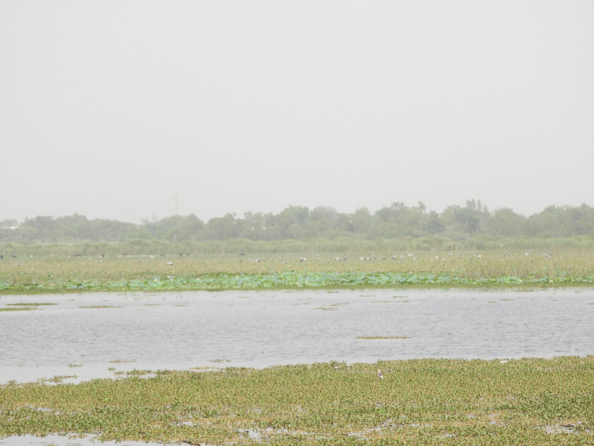 Sarus Crane - ML335337451