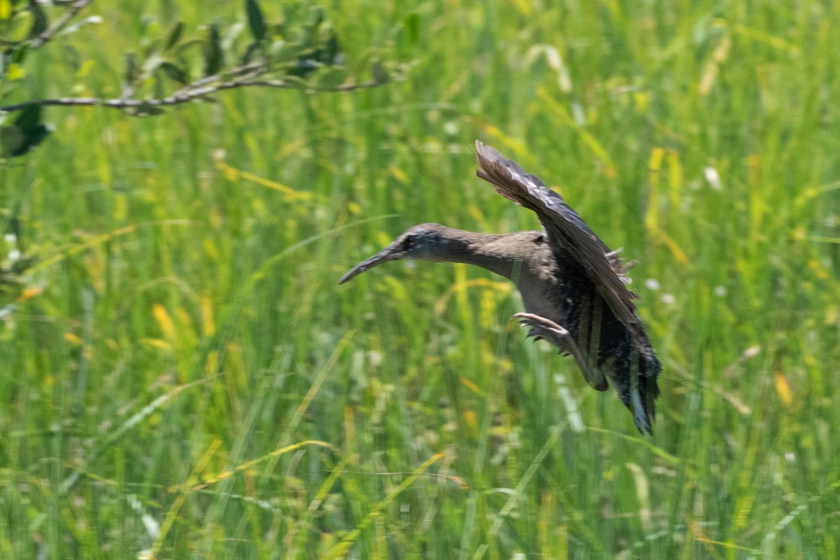 Clapper Rail - ML335338401