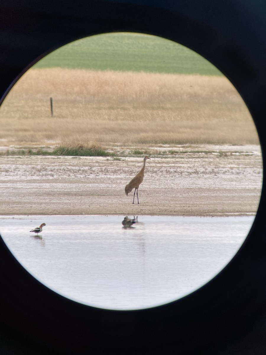 Sandhill Crane - ML335339881