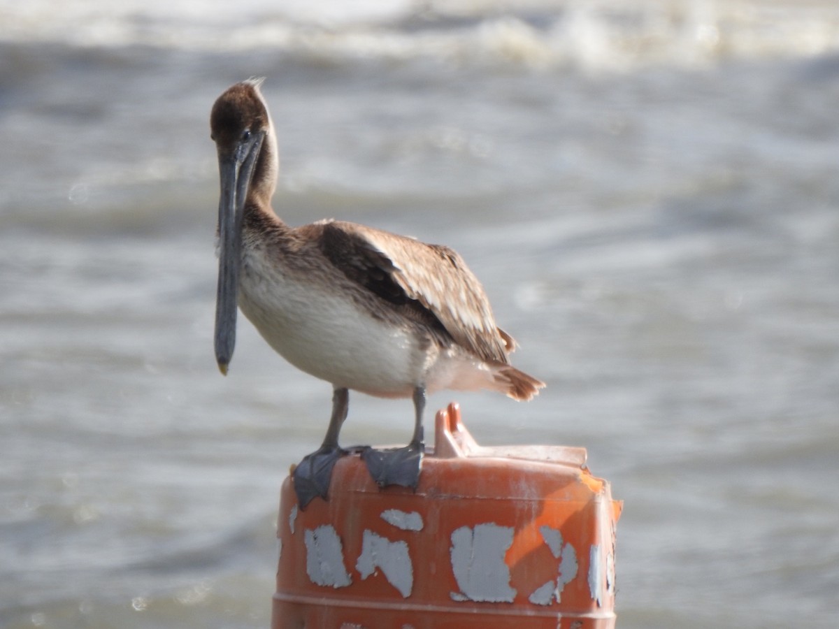 Brown Pelican (Atlantic) - Karen VanDyk