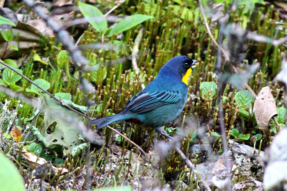 Purplish-mantled Tanager - Joseph Blowers