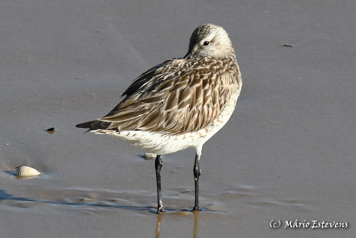 Bar-tailed Godwit - ML335341351