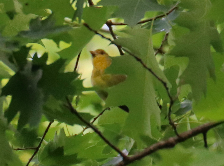 Summer Tanager - ML335343471