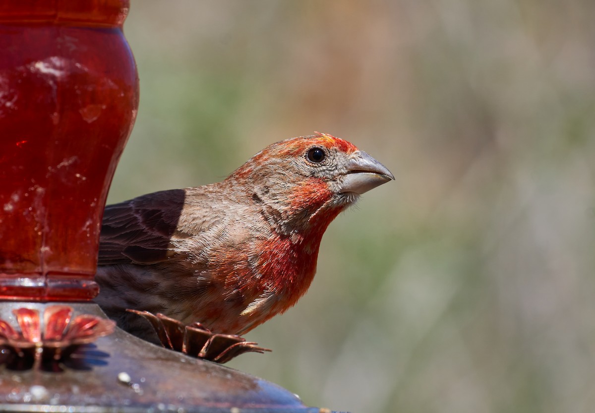 House Finch - Grigory Heaton